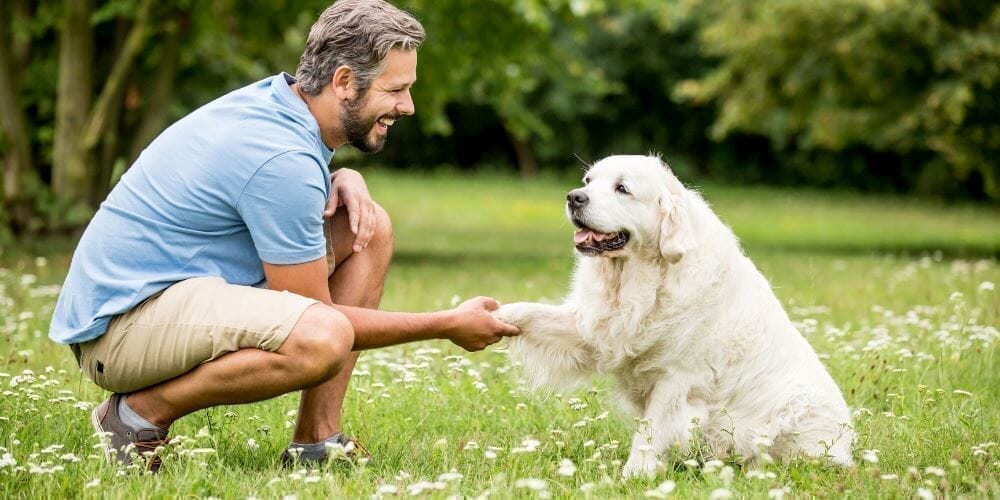 5 Tipps für eine erfolgreiche Hundeerziehung: Wie du deinen vierbeinigen Freund trainierst
