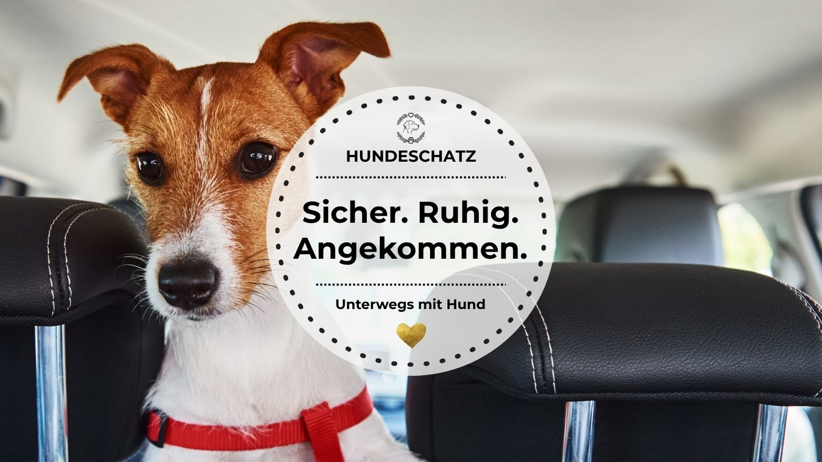 Ein kleiner Hund sitzt angeschnallt im Auto – zeigt sicheren Hundetransport im Fahrzeug.