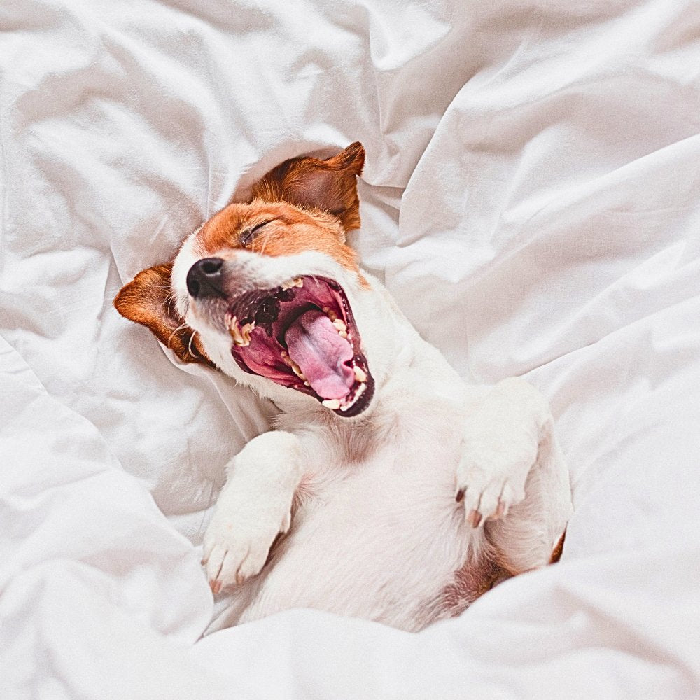 Gähnender kleiner Hund liegt entspannt auf einer weichen weißen Decke – Symbol für Müdigkeit, Entspannung und das Bedürfnis nach gutem Hundeschlaf.
