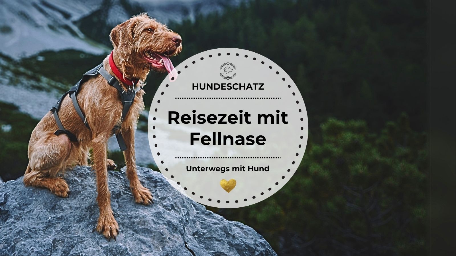 Ein Hund sitzt mit Wandergeschirr auf einem Felsen – Sinnbild für Urlaub mit Hund in der Natur.