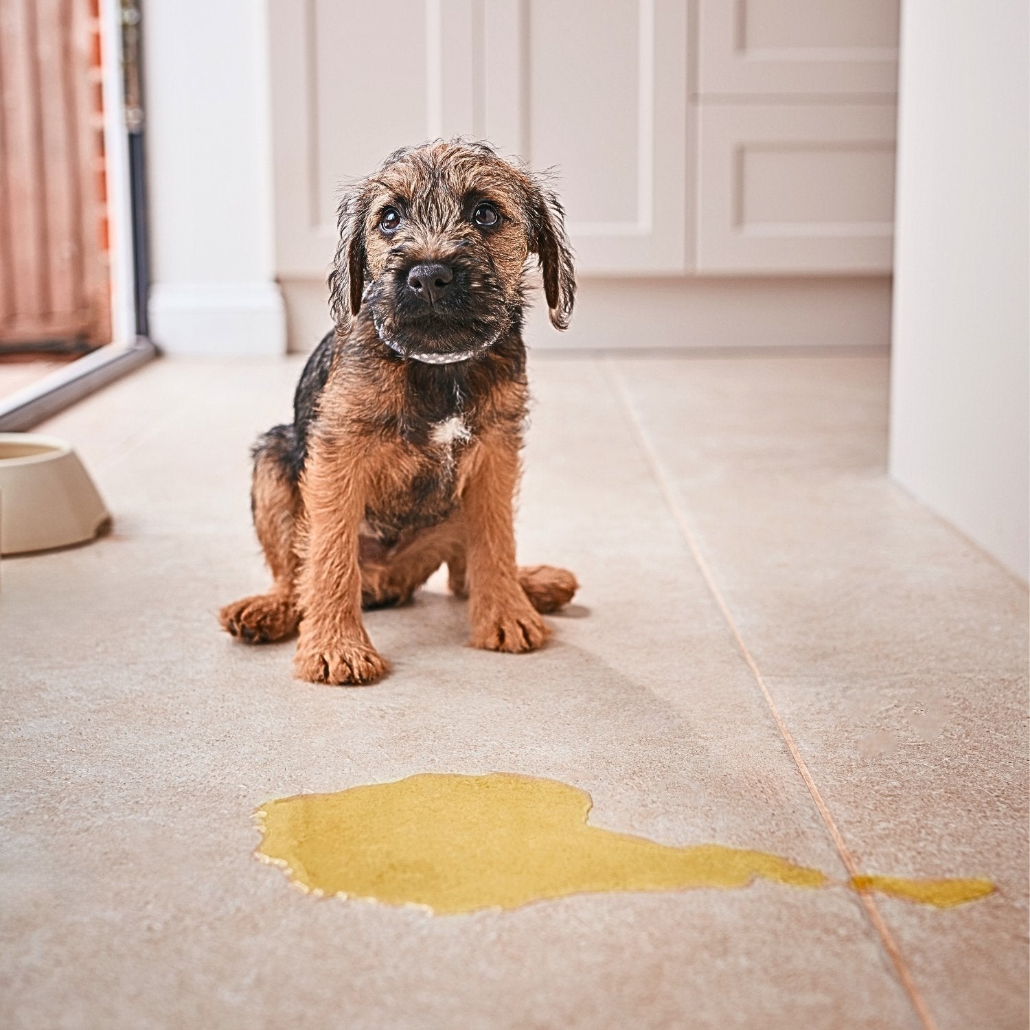 Stubenrein werden – So lernt dein Hund zuverlässig, sein Geschäft draußen zu erledigen