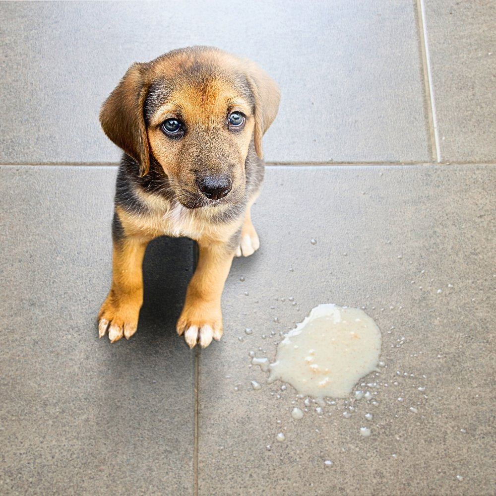 Sauber wohnen mit Hund – alltagstaugliche Tipps für ein gepflegtes Zuhause