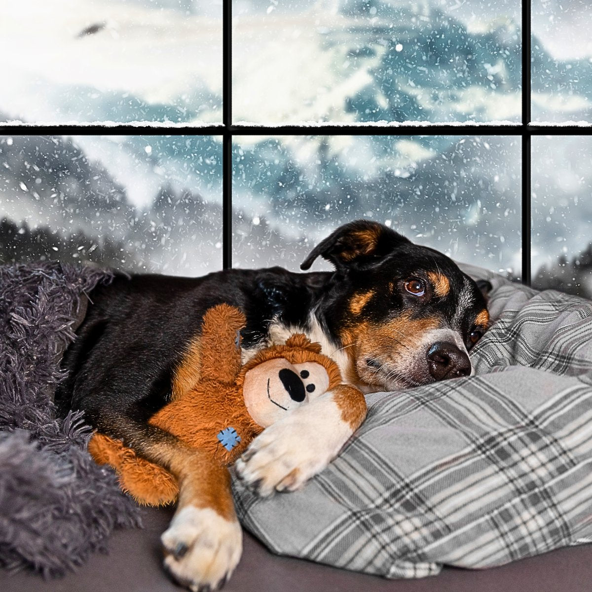Hund liegt mit Kuscheltier auf einem gemütlichen Hundekissen vor einem verschneiten Fenster – Symbol für Geborgenheit und erholsamen Schlaf