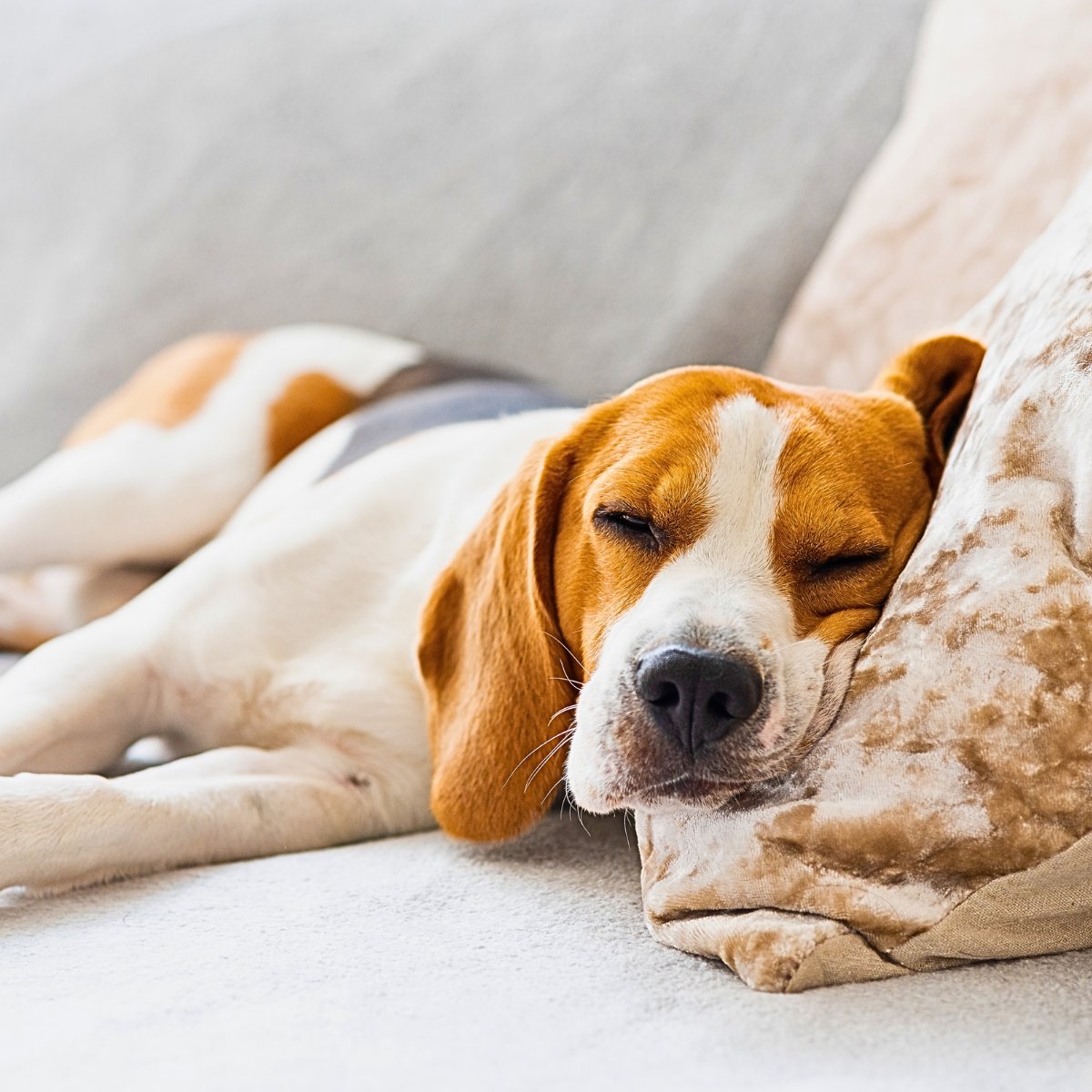 Beagle schläft tief und entspannt mit dem Kopf auf einem Kissen – Symbol für erholsamen Hundeschlaf und innere Ruhe