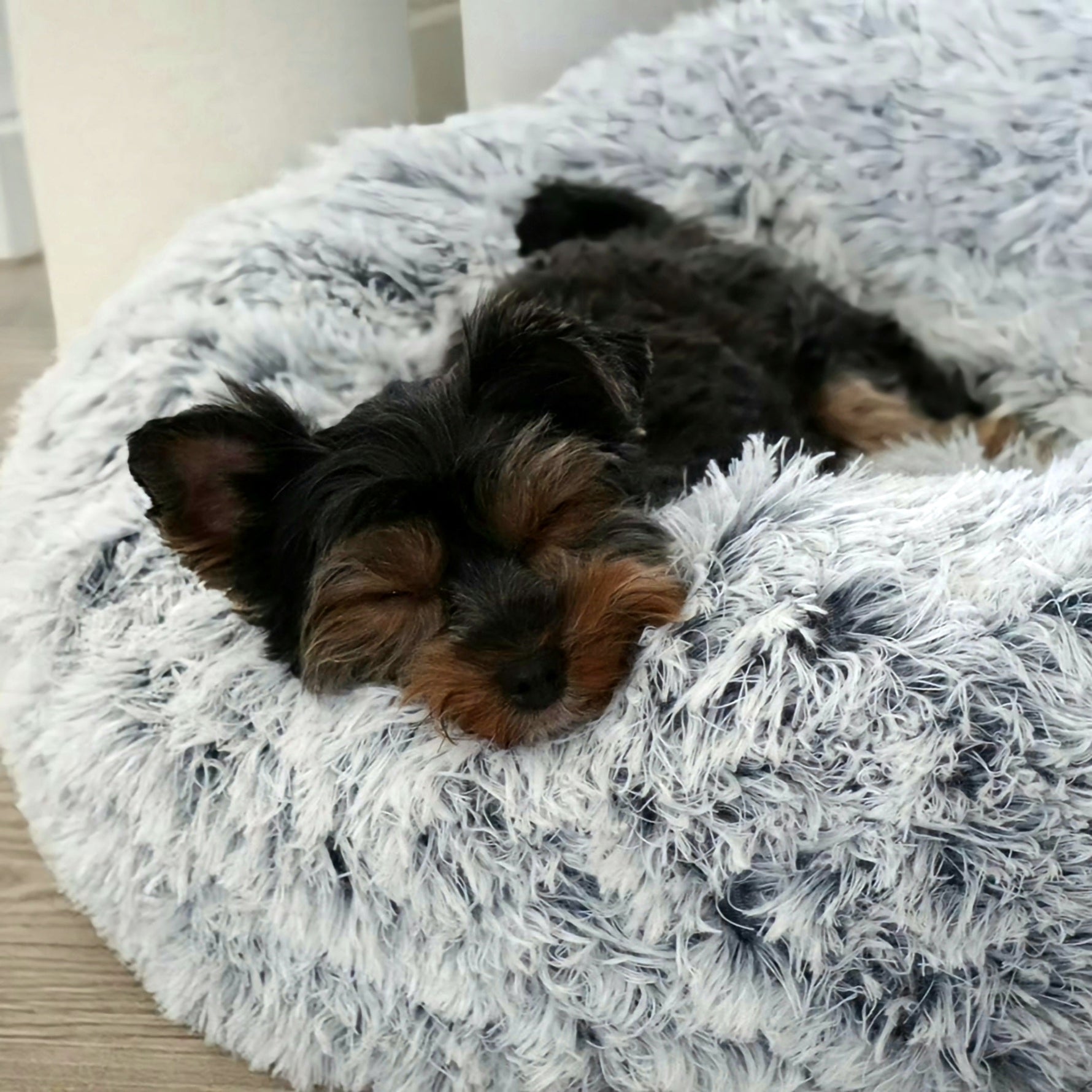 Kleiner Hund schläft entspannt in einem flauschigen, runden Hundebett – idealer Rückzugsort für gesunden Hundeschlaf