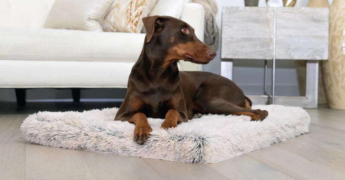 Das HUNDESCHATZ™ KOMFORT KORDSAMT-KISSEN "Gemstone" bietet Hunden einen gemütlichen und stilvollen Schlafplatz. Hergestellt aus weichem Kordsamt, sorgt das Kissen für maximalen Komfort und Wärme. Ideal als zusätzlicher Ruheplatz auf dem Sofa, im Hundebett oder direkt auf dem Boden. Das elegante Design passt perfekt in moderne Wohnräume und ist leicht zu reinigen.