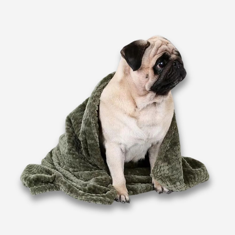 Mops sitzt auf einer weichen, flauschigen Hundedecke – kuschelig & gemütlich.