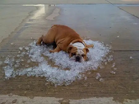 Hund liegt auf einer Kühlfläche aus Eis – perfekt, um die Bedeutung einer Kühlmatte wie der Kühlmatte DogCool® V.2 – HUNDESCHATZ™ für heiße Sommertage zu verdeutlichen.