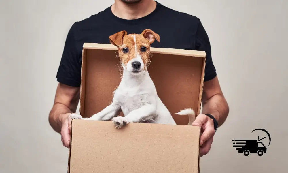 HUNDESCHATZ-Kostenloser-Versand-Hund-im-Karton
