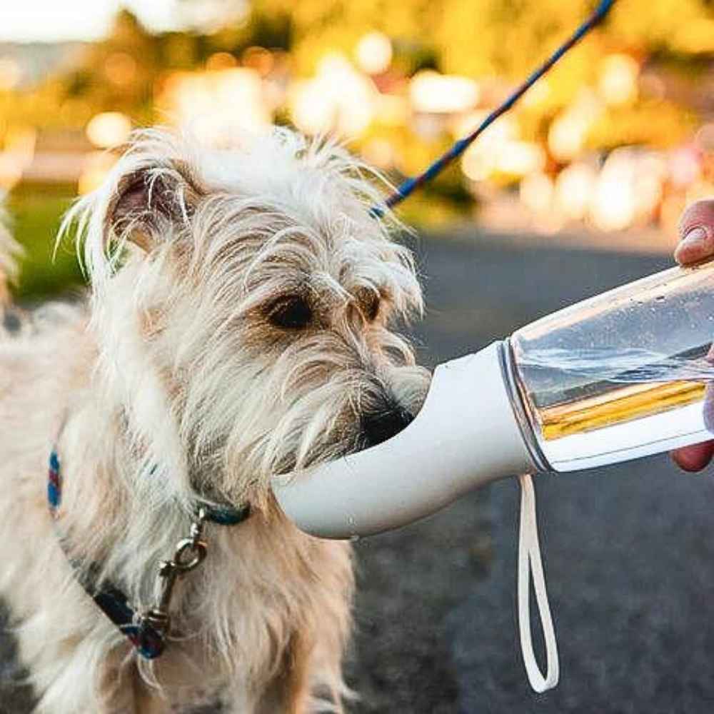 Hund trinkt aus der praktischen Hundetrinkflasche – HUNDESCHATZ™ für unterwegs, ideal für Spaziergänge und Ausflüge mit deinem Hund.