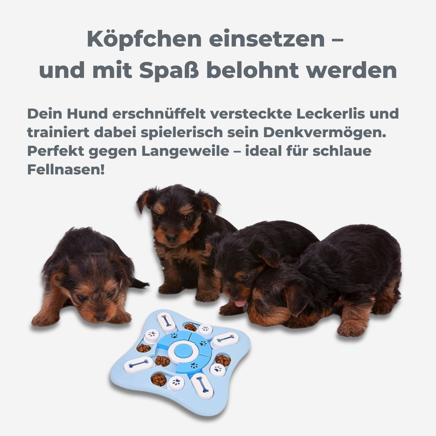 Vier neugierige Hundewelpen mit Intelligenzspielzeug – trainieren spielerisch ihre Denkfähigkeit mit versteckten Leckerlis – HUNDESCHATZ