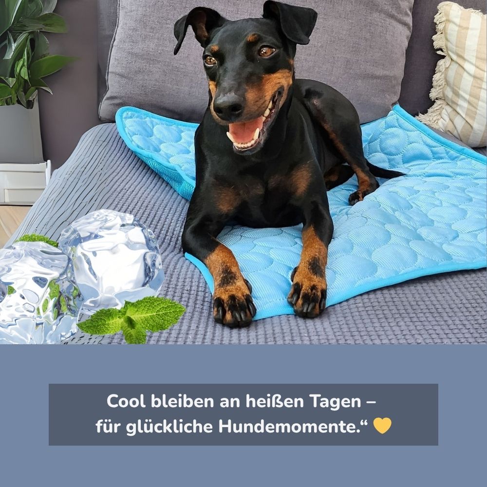 Hund entspannt auf der HUNDESCHATZ DogCool V.2 Kühlmatte – perfekte Abkühlung an heißen Sommertagen