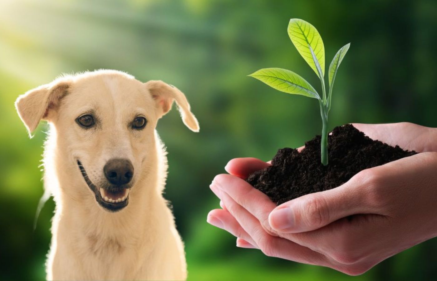 Ein glücklicher Hund vor einem grünen, natürlichen Hintergrund. Daneben hält eine Hand eine kleine Pflanze mit frischer Erde – ein Symbol für Nachhaltigkeit und Umweltbewusstsein. Das Bild verdeutlicht das Engagement von HUNDESCHATZ™ für nachhaltige Produkte und einen bewussten Umgang mit Ressourcen.