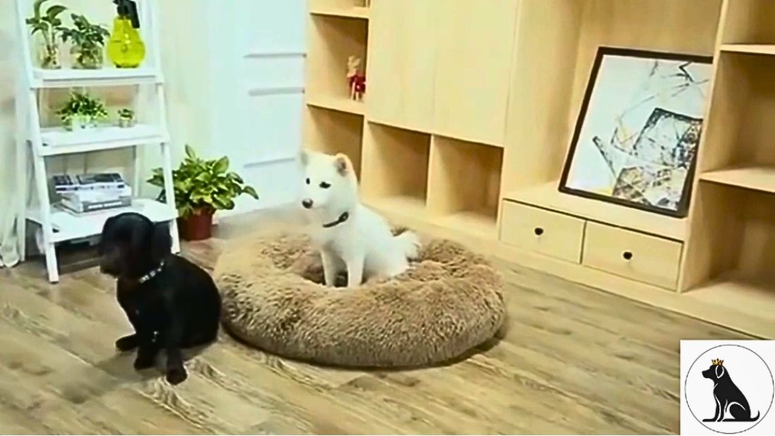 Produktvideo über das Hundekörbchen Wolke 7
