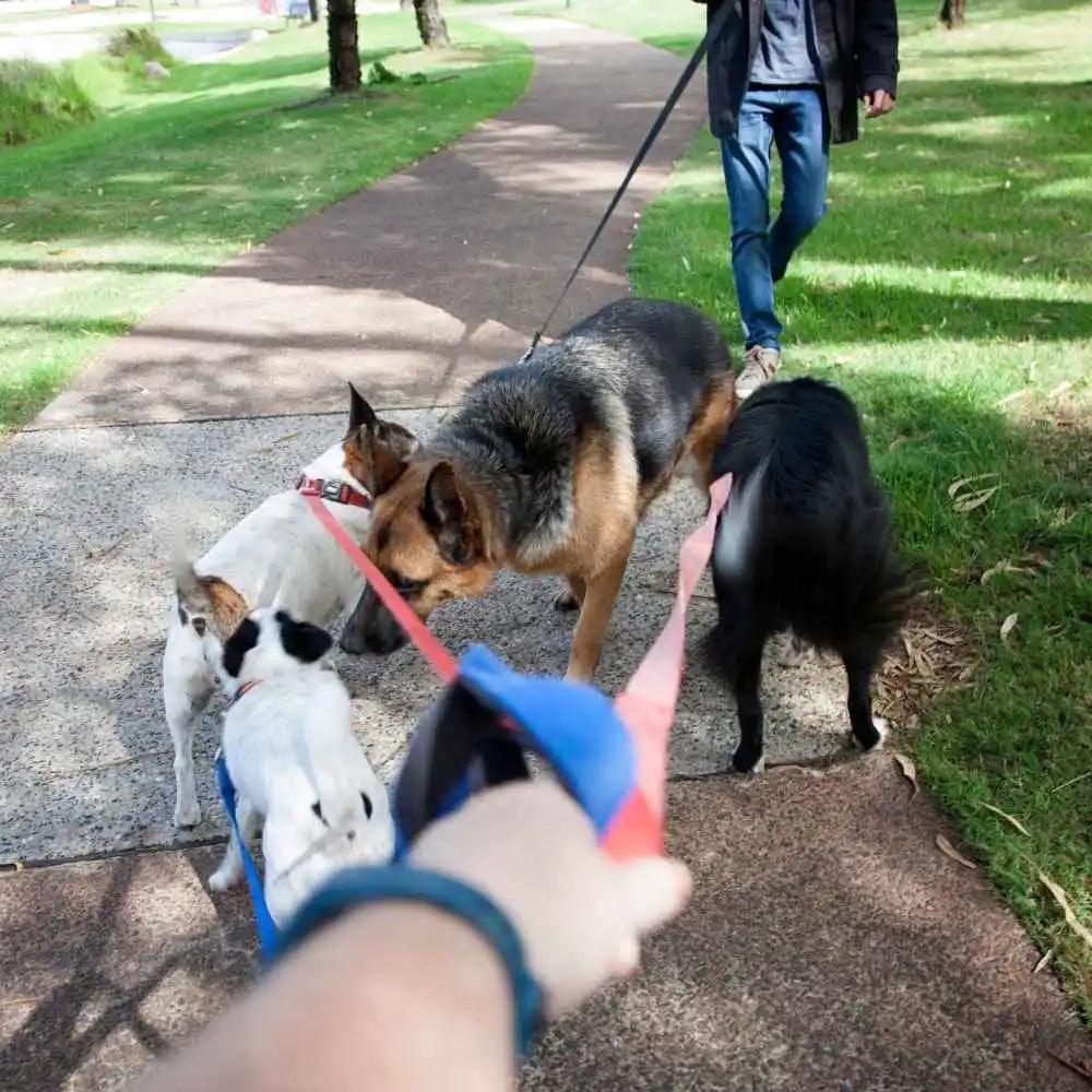 Die Kunst des Treffens anderer Hunde beim Spazierengehen: Tipps für ein harmonisches Miteinander - HUNDESCHATZ