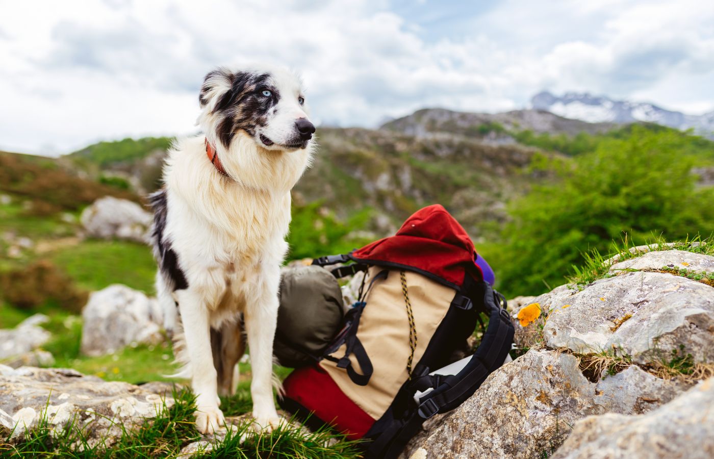 Urlaub mit Hund - darauf solltest du achten