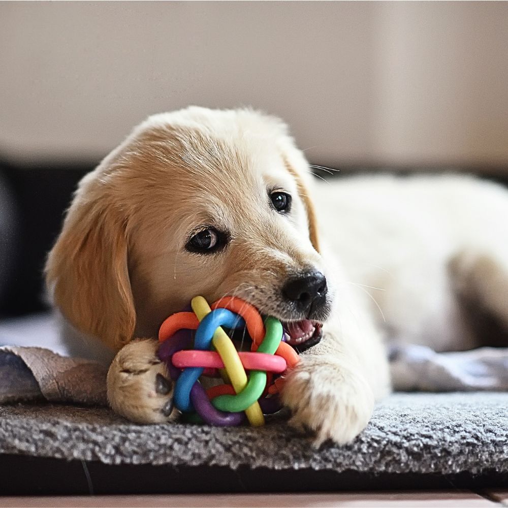 hundeschatz-welches-hundespielzeug-brauchen-hunde-förderung-intelligent