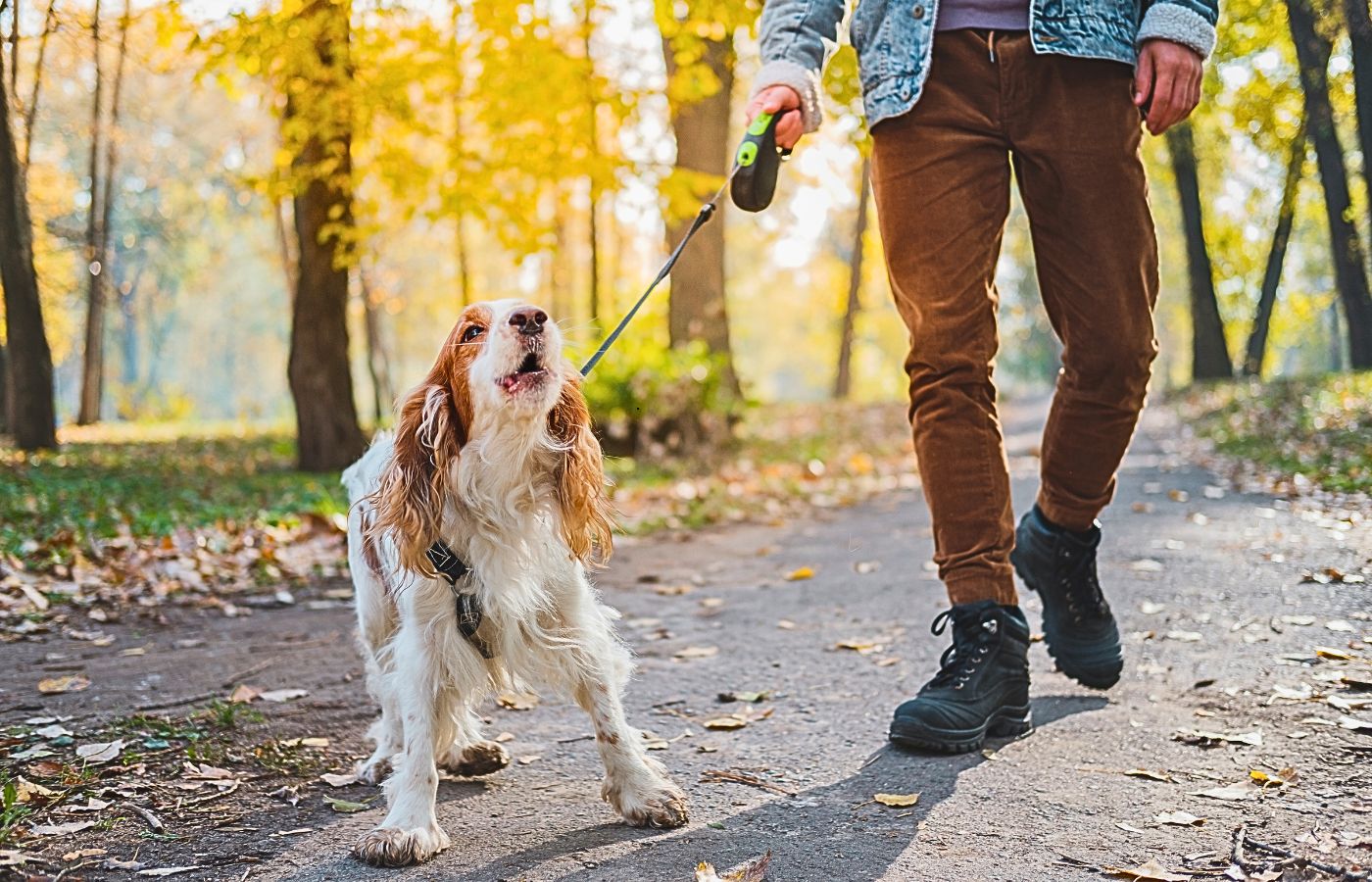 Hund bellt. Ratgeber zum Thema: Hund bellt. Zu sehen ist ein bellender Hund beim Spaziergang.