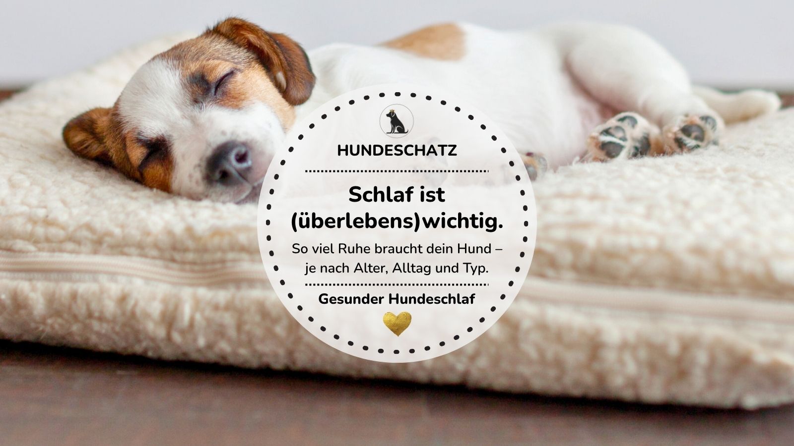 Schlafender Hund auf kuscheligem Bett – wie viele Stunden Schlaf ein Hund täglich braucht | HUNDESCHATZ