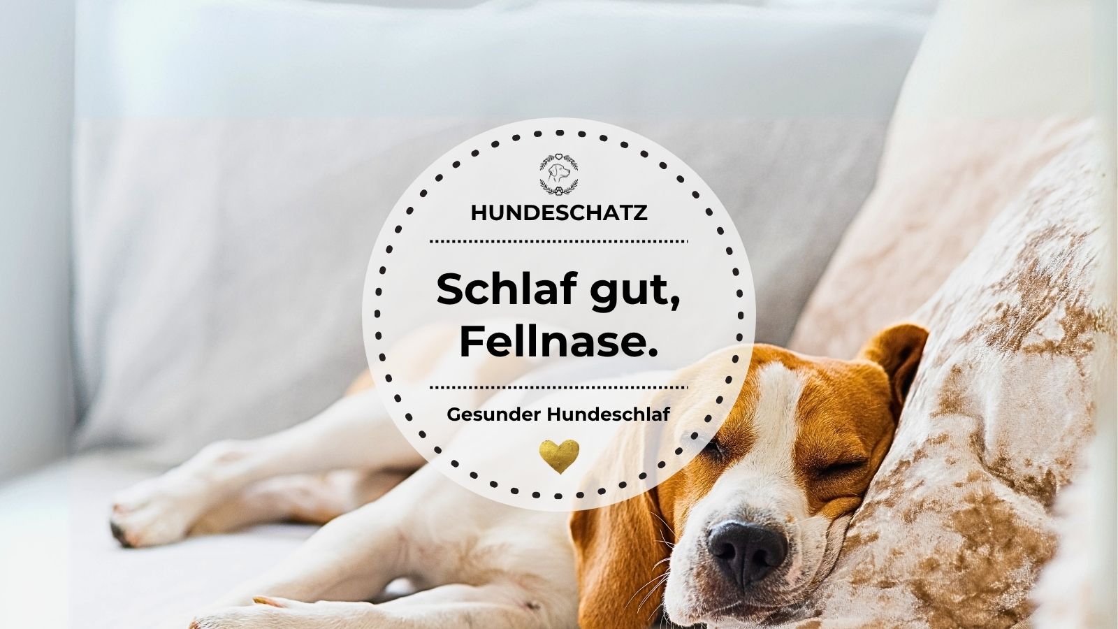 Hund schläft entspannt auf Sofa – Tipps wie dein Hund schneller zur Ruhe findet und besser einschläft | HUNDESCHATZ