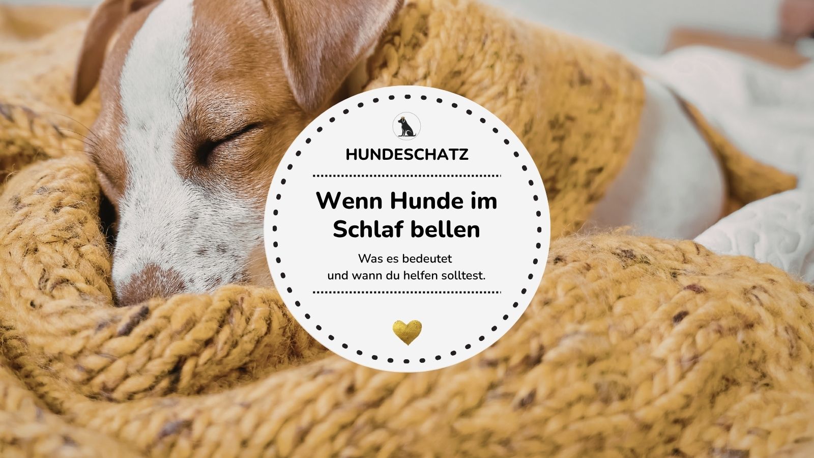 Hund träumt und bellt im Schlaf: Was dahintersteckt und wann du reagieren solltest
