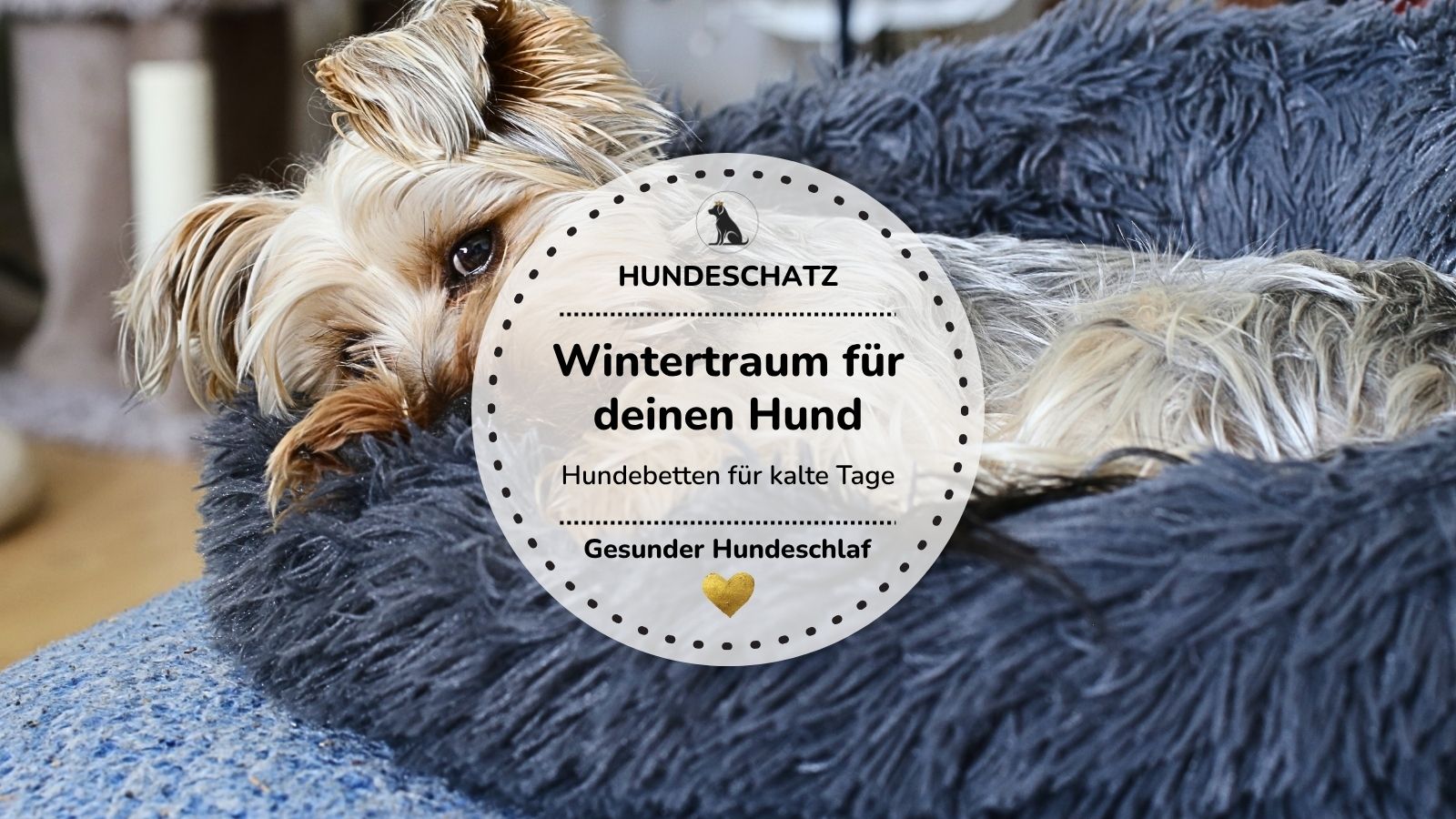 Kleiner Hund liegt gemütlich in einem kuscheligen Hundebett – Tipps für warme Hundebetten und Schutz vor Kälte im Winter | HUNDESCHATZ