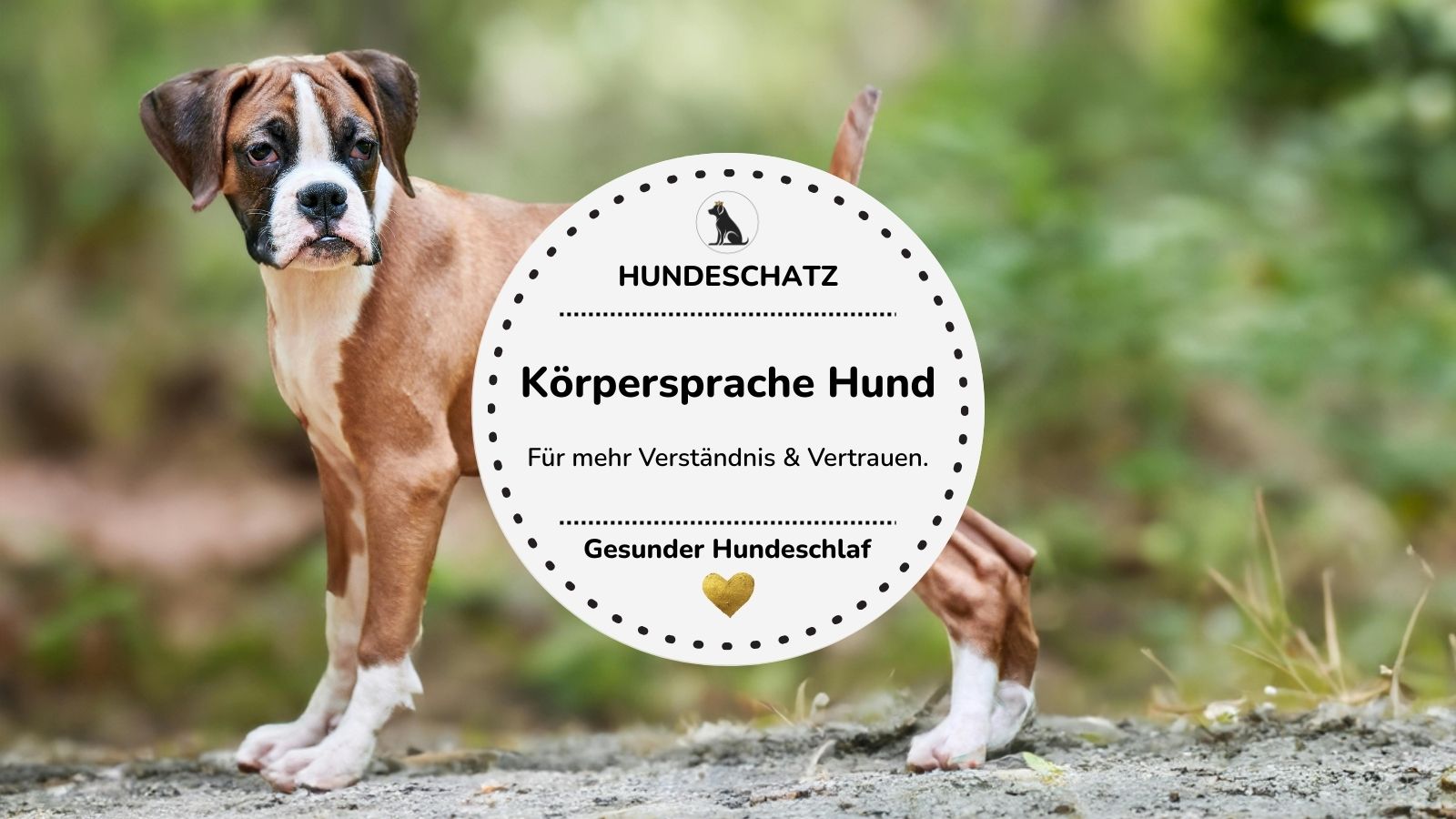 Körpersprache Hund: Signale deuten, Stress erkennen & Wohlbefinden fördern