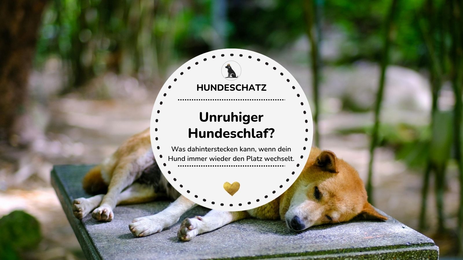 Hund wechselt ständig den Schlafplatz: Ursachen & Tipps für mehr Ruhe