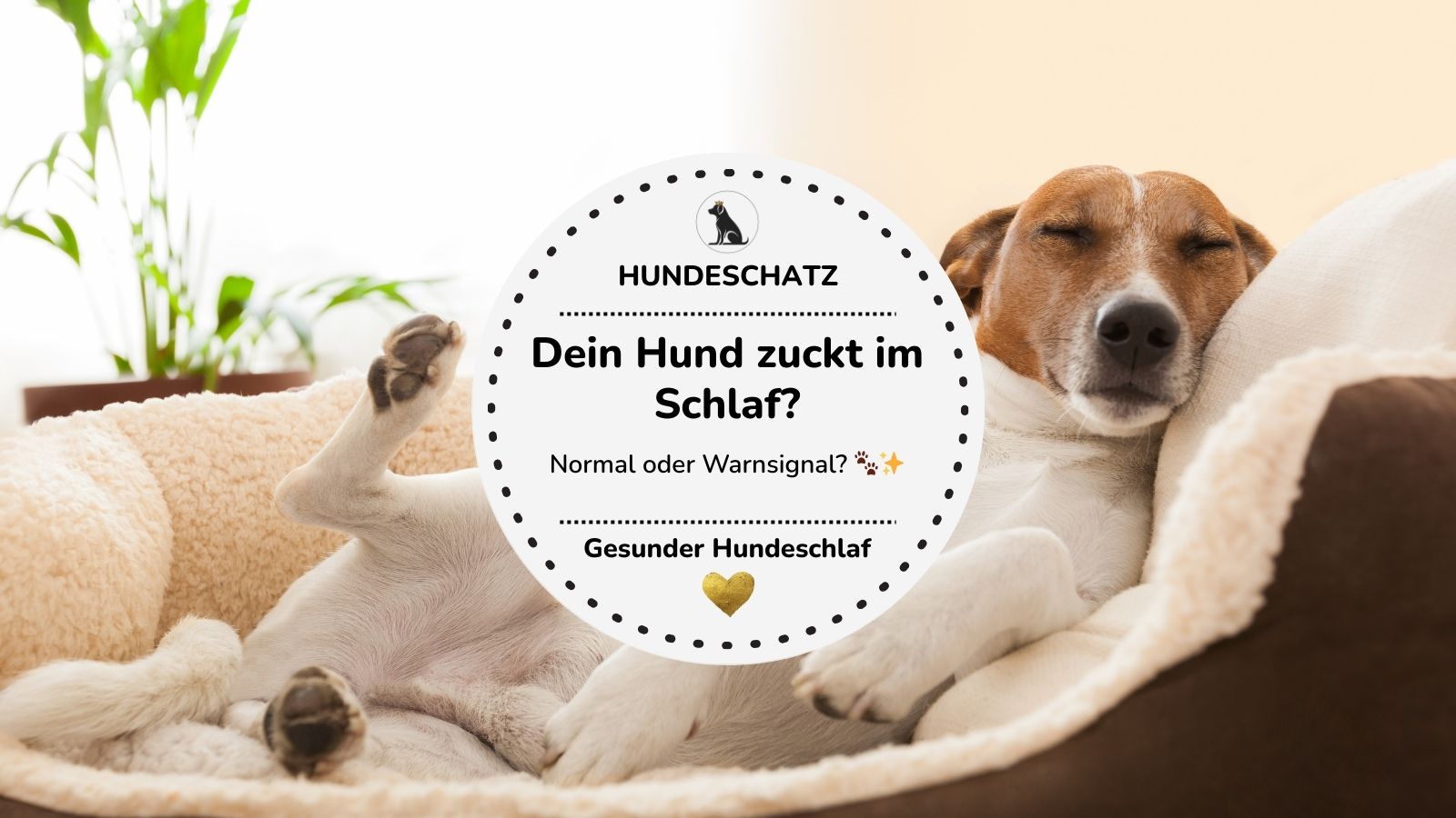 Hund schläft entspannt im Hundebett – Thema: Hund zuckt im Schlaf, normal oder Warnsignal – HUNDESCHATZ