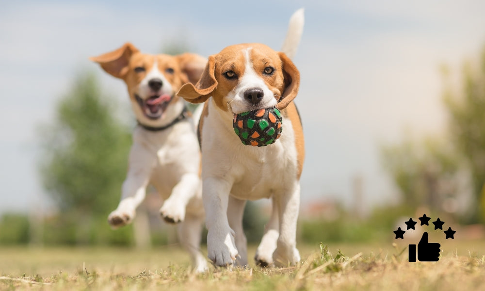 Zwei fröhliche Hunde spielen im Freien mit einem Spielzeugball.
Ein Hund trägt den Ball im Maul, während der andere hinter ihm herläuft.
Das Bild ist mit einem Symbol für 100% Zufriedenheit und fünf Sternen
sowie einem Daumen nach oben versehen.