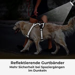 Hund mit reflektierendem Anti-Zug-Geschirr – für mehr Sichtbarkeit & Sicherheit bei Spaziergängen im Dunkeln.