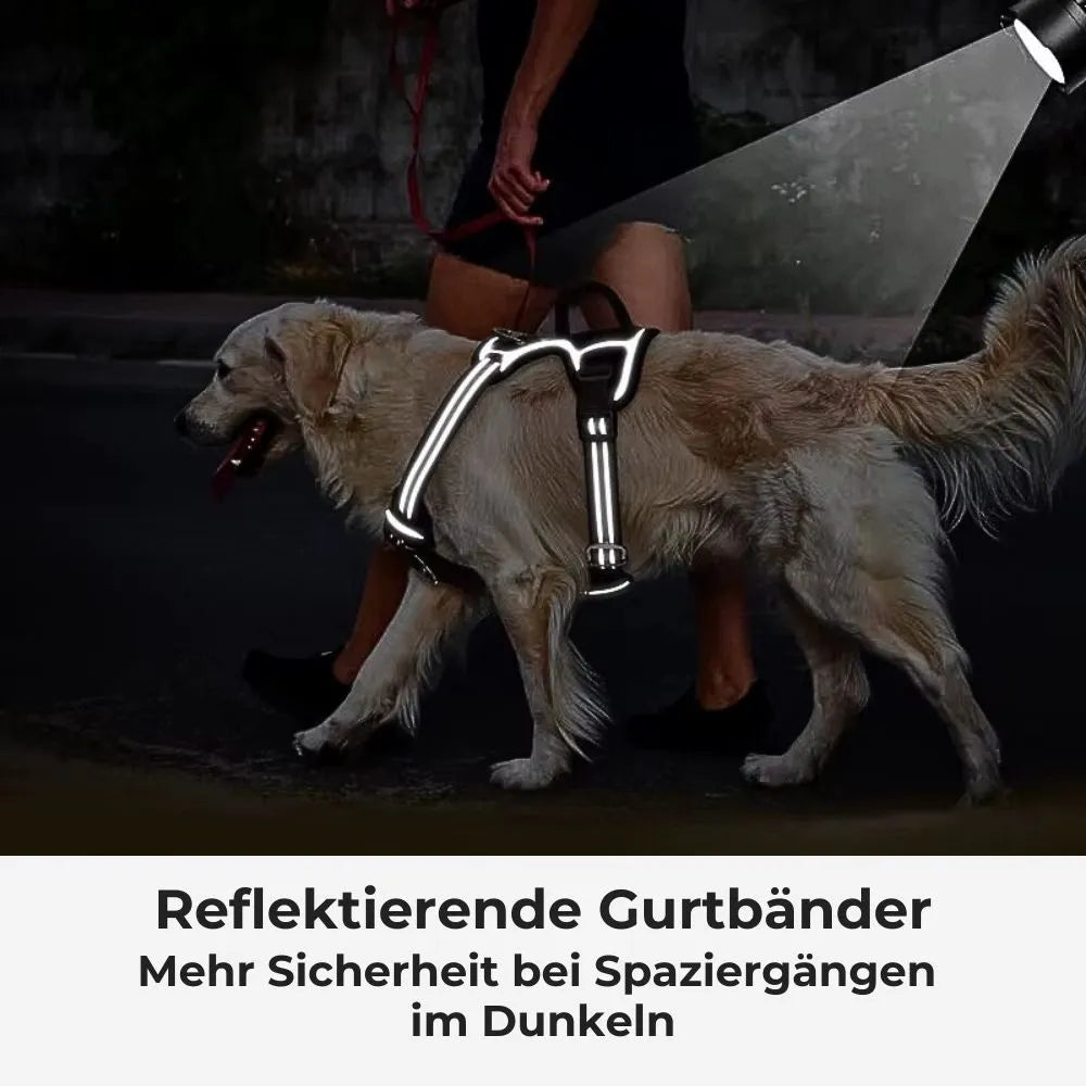 Hund mit reflektierendem Anti-Zug-Geschirr – für mehr Sichtbarkeit & Sicherheit bei Spaziergängen im Dunkeln.