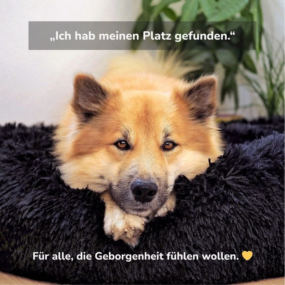Hund liegt entspannt in kuscheligem Hundebett Hundekörbchen Wolke 7 und fühlt sich geborgen – sein Platz voller Sicherheit und Wohlbefinden | HUNDESCHATZ