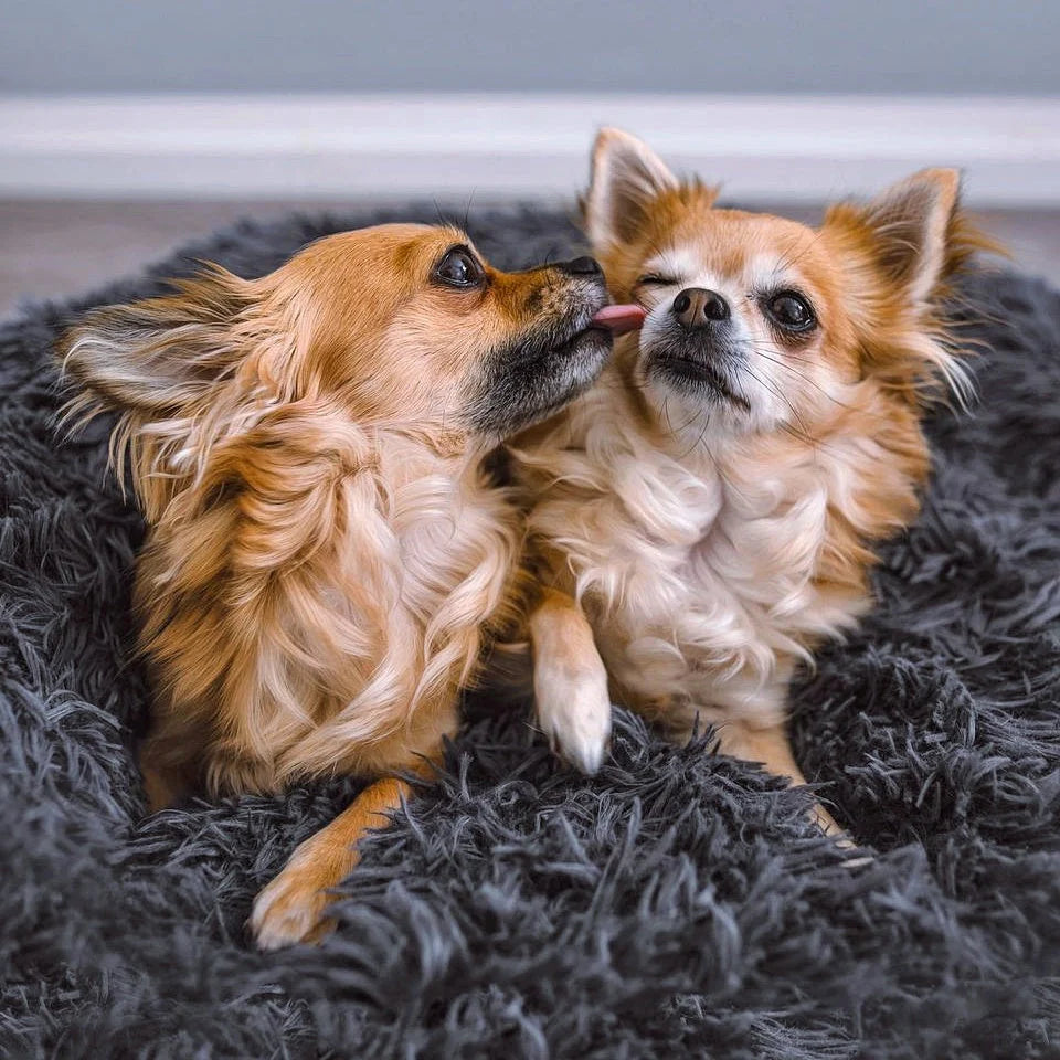 Zwei Chihuahuas kuscheln liebevoll im HUNDESCHATZ™ - KUSCHEL DONUT 'Wolke7'. Das flauschige und weiche Hundebett bietet Komfort und Geborgenheit, perfekt für kleine Hunderassen und gemeinsame Kuschelzeiten.