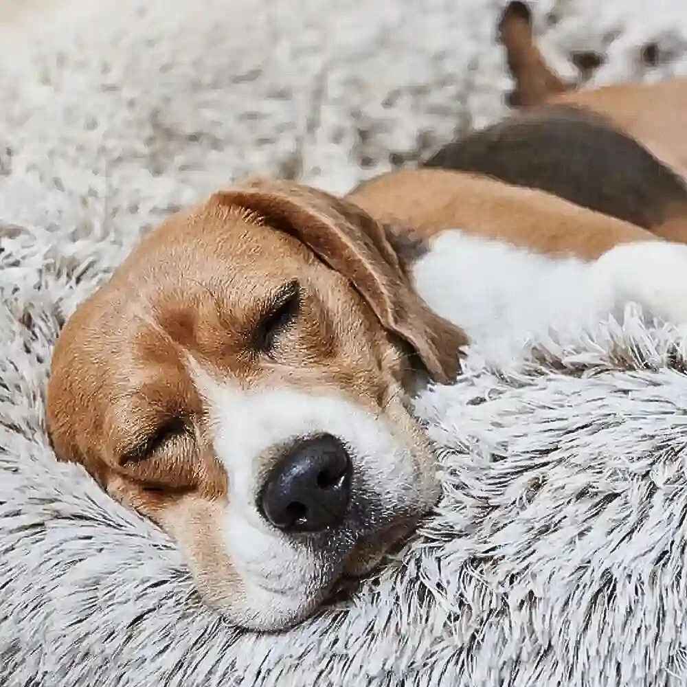 Ein Beagle schläft friedlich im HUNDESCHATZ™ - KUSCHEL DONUT 'Wolke7'. Das weiche und kuschelige Hundebett bietet maximalen Komfort und Geborgenheit für einen erholsamen Schlaf.