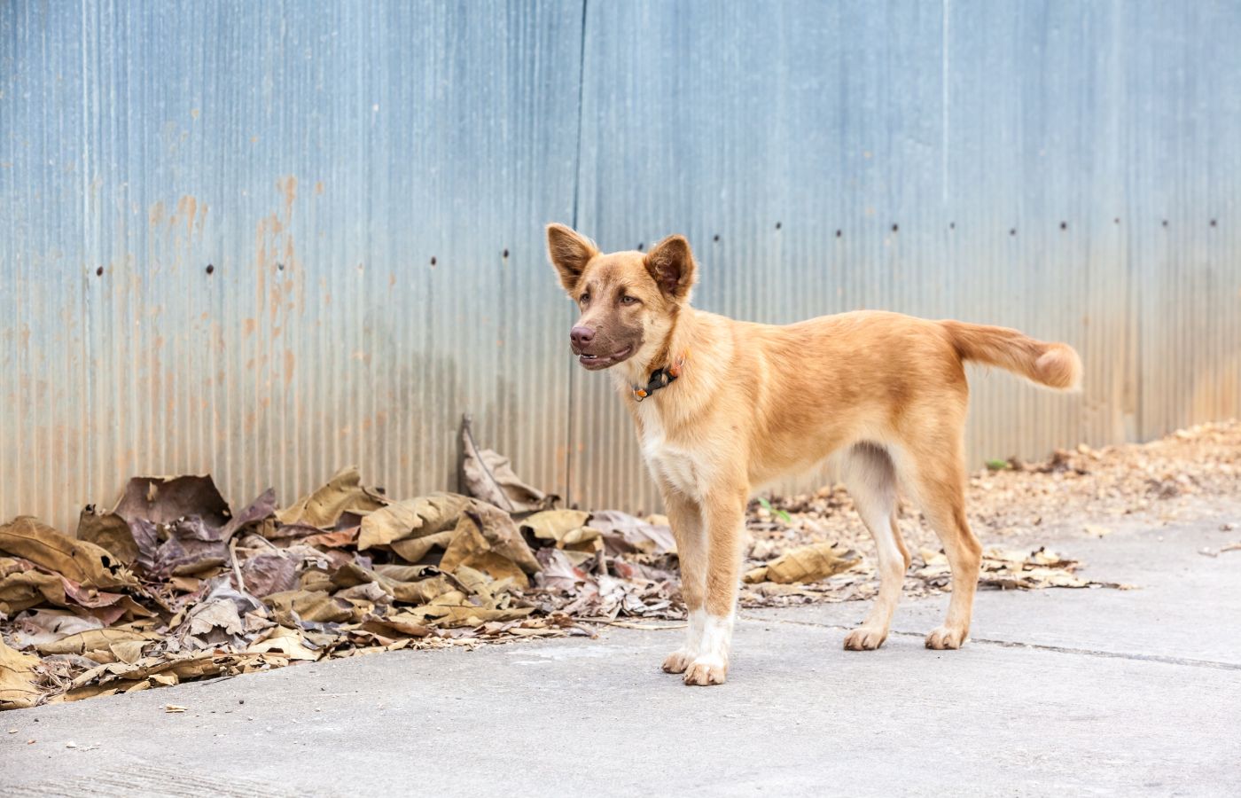 Straßenhund vor einer Wand aus Blech, umgeben von herabgefallenen Blättern, als Symbol für die HUNDESCHATZ-Spendenaktion zur Unterstützung von Straßenhunden.