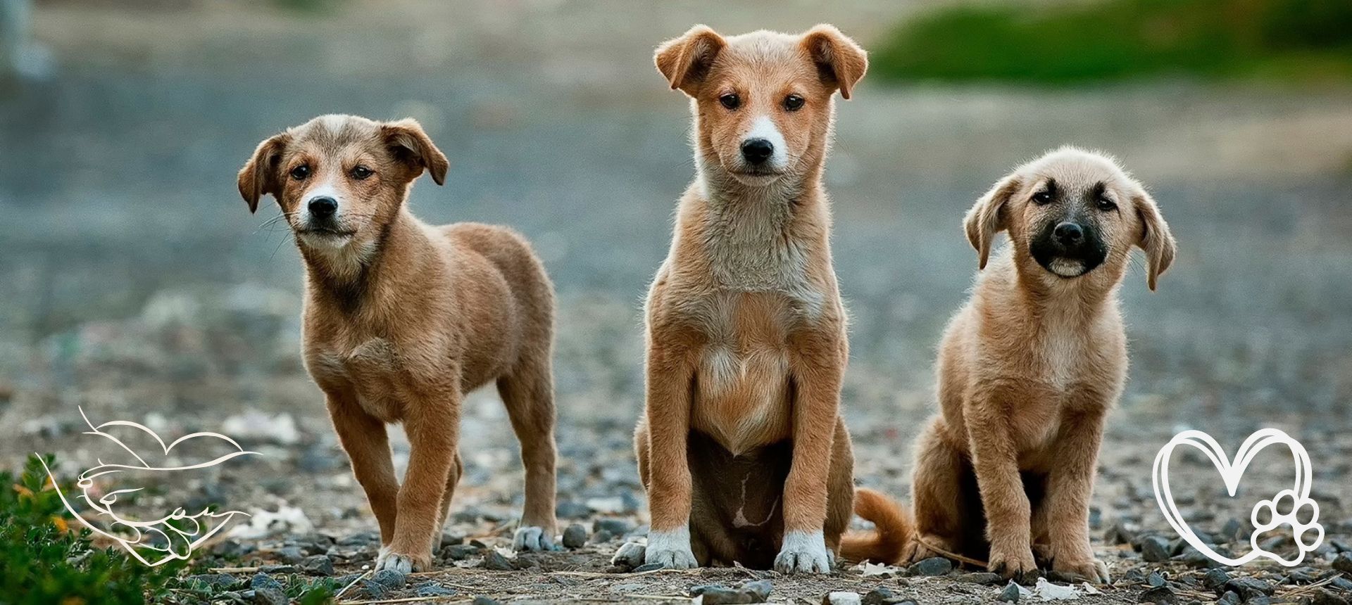 Drei Straßenhunde sitzen auf einem Schotterweg und schauen in die Kamera. Links und rechts sind liebevolle Symbole für Tierschutz eingeblendet. Unterstütze unsere Spendenaktion für Straßenhunde! ❤️🐶